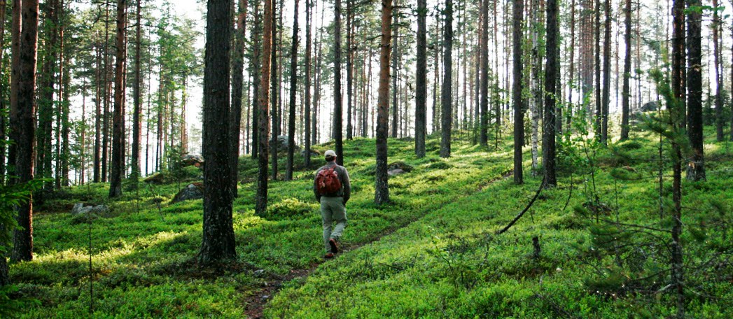 Skogsvandring i Råneälvdalen